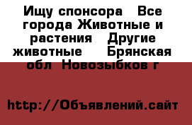 Ищу спонсора - Все города Животные и растения » Другие животные   . Брянская обл.,Новозыбков г.